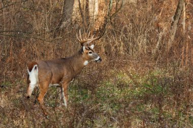 Deer/buck prepares to run clipart