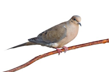 Mourning dove on a branch clipart