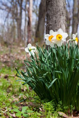 Forest floor daffodils clipart