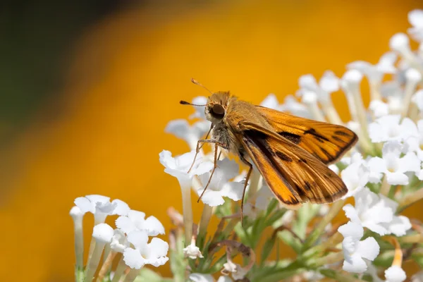 Fiery skipper borboleta bebe néctar — Fotografia de Stock