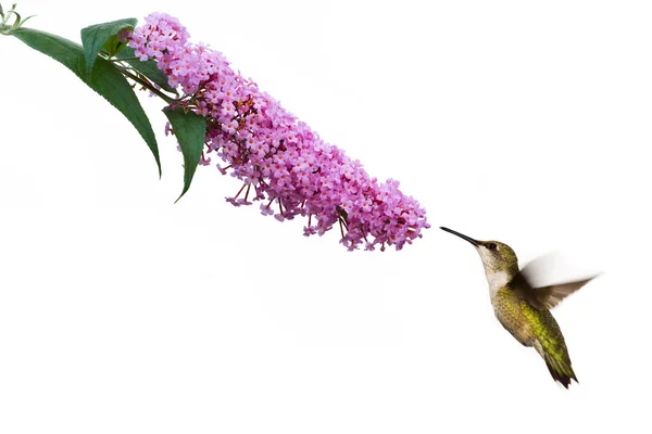 Hummingbird hovers at pink buddleia flower — Stock Photo, Image