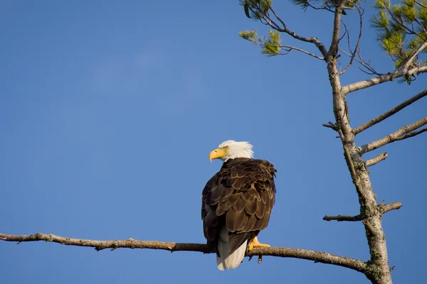 Bald eagle söker byte — Stockfoto