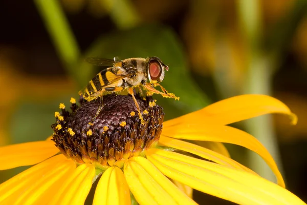 Preening abeille domestique sur un susan aux yeux noirs — Photo