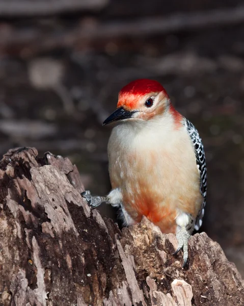 Pájaro carpintero de vientre rojo posado en un tocón de árbol — Foto de Stock