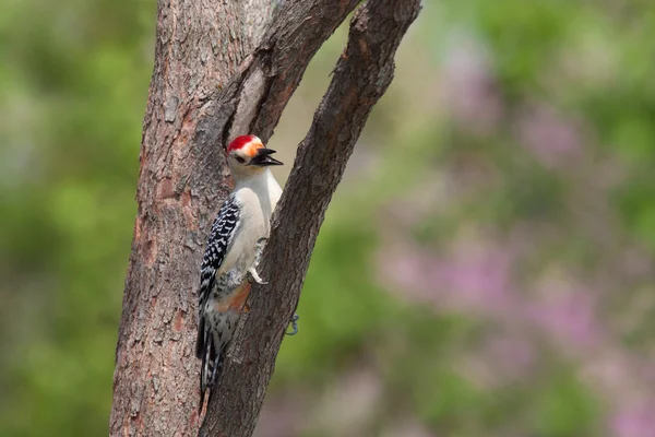 Red-bellied woodpecker peaks around a branch