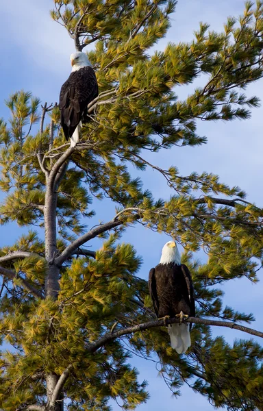Dos águilas encaramadas en un pino —  Fotos de Stock