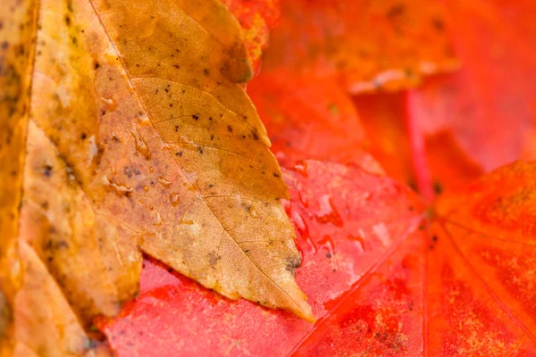 Осіннє листя в різних станах зміни кольору — стокове фото