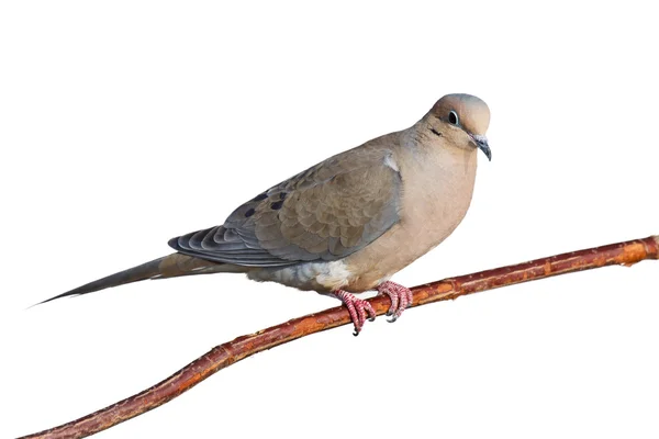 Mourning dove on a branch — Stock Photo, Image