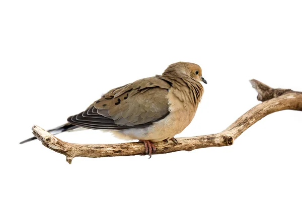 Windblown mourning dove — Stock Photo, Image