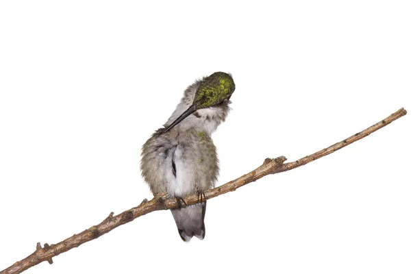 Hummingbird Preens — Stockfoto