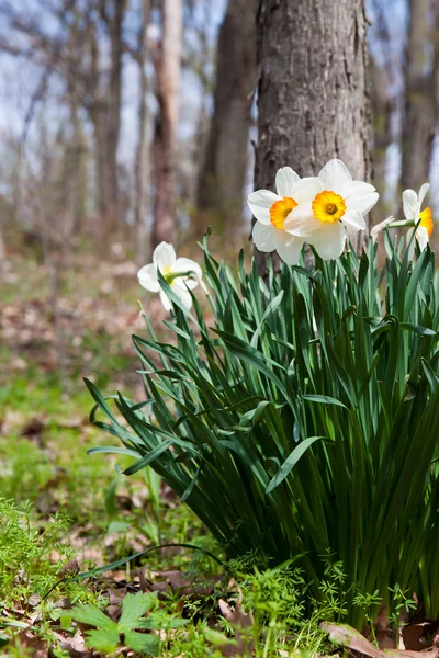 Stock image Forest floor daffodils