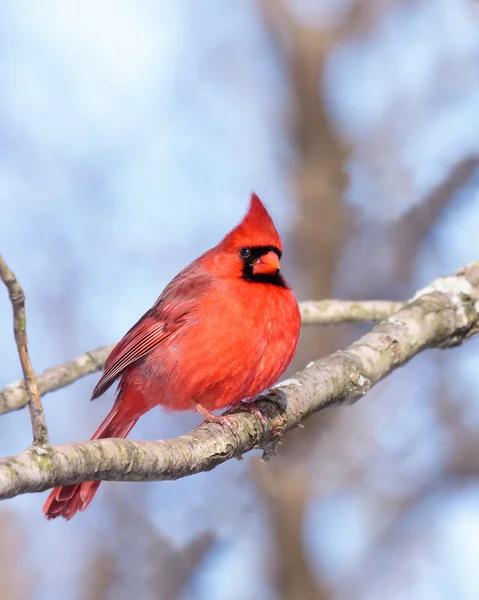 Cardinal nestled in a leafless tree — Stock Photo, Image