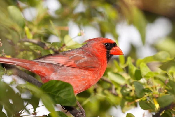 Cardinal assis dans un arbre — Photo