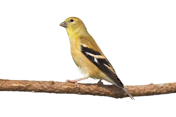 Profile of female american golfinch perched on a branch — Stock Photo, Image