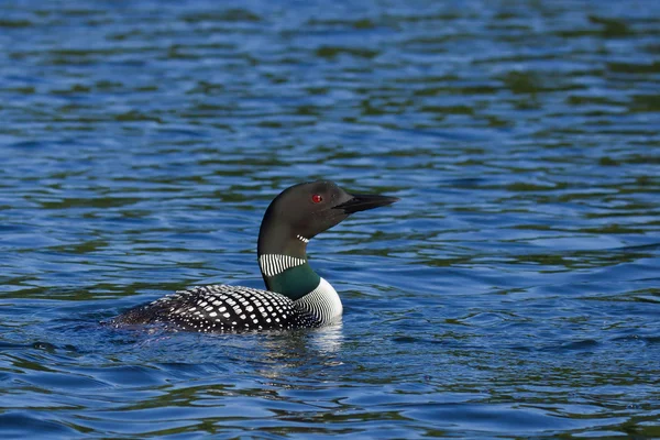 A floating common loon — Stock Photo, Image