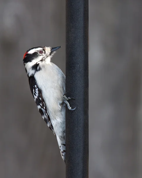 Downy woodpecker and a black metal pole — Stock Photo, Image