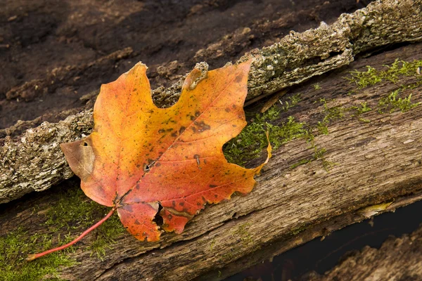 As moss slowly creeps around a leaf as it changes colors — Stock Photo, Image