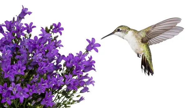 蜂鸟定位在紫色 bellfower 图库图片