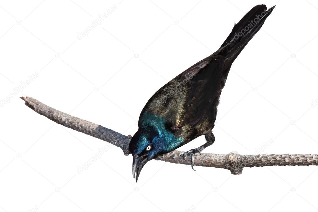 Grackle searches ground for food while perched on a branch