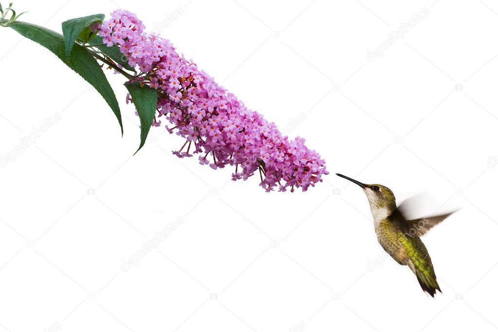 Hummingbird hovers at pink buddleia flower