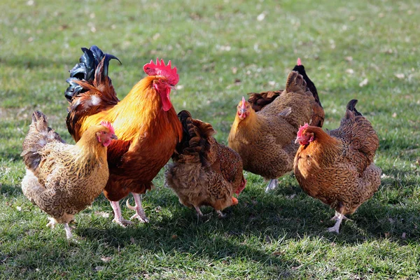 Chickens Stock Photos, Royalty Free Chickens Images | Depositphotos®