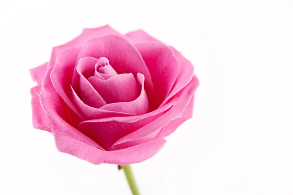 Ροζ τριαντάφυλλο Φωτογραφία Αρχείου