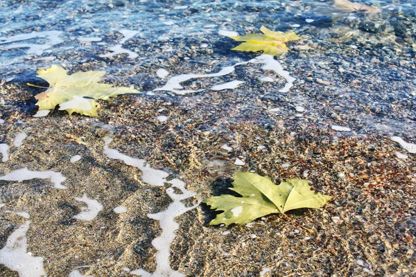 Folhas marinhas — Fotografia de Stock