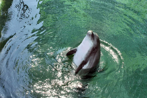 Delfino dal collo di bottiglia Fotografia Stock