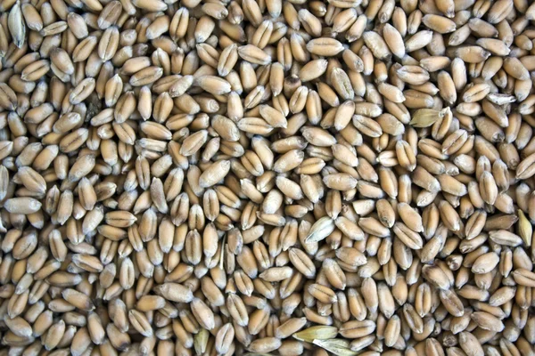 小麦种子 — 图库照片