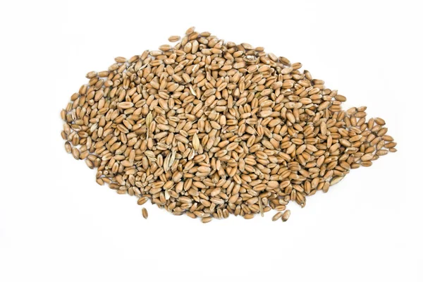 Mazzo di semi di frumento Immagine Stock
