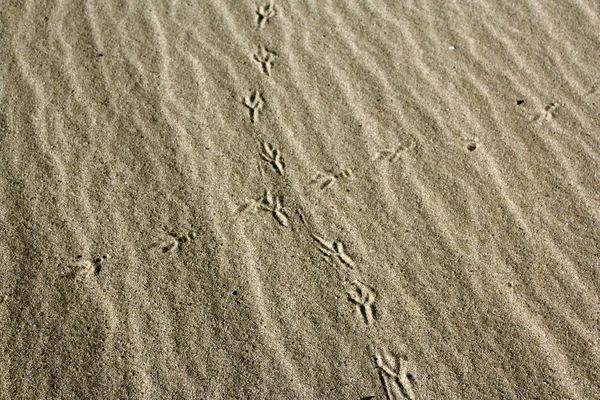 カモメの足跡 — ストック写真