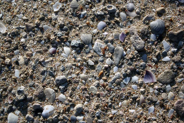 Mosselen in zand — Stockfoto