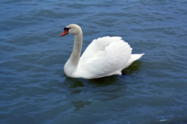 Beautiful swan — Stock Photo, Image