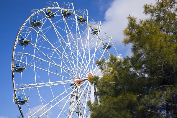 Ferris wheel and the tree — Stock Photo, Image