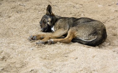 köpek uyurken