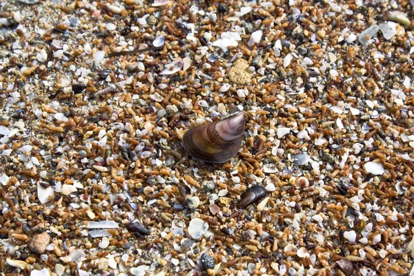 ムール貝の砂 — ストック写真
