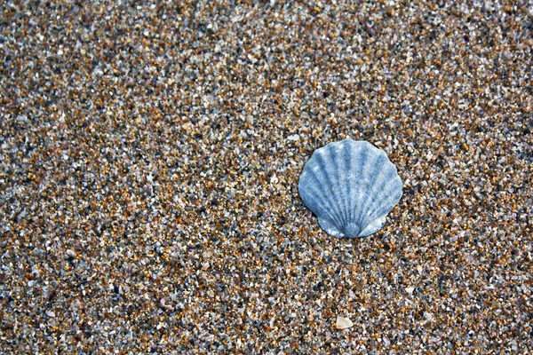 Våt seashell — Stockfoto