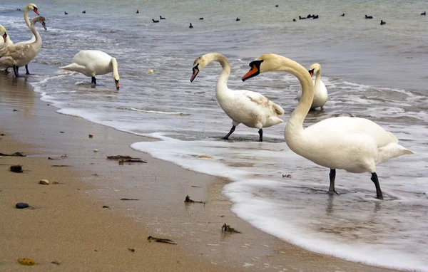 Cisnes na praia — Fotografia de Stock