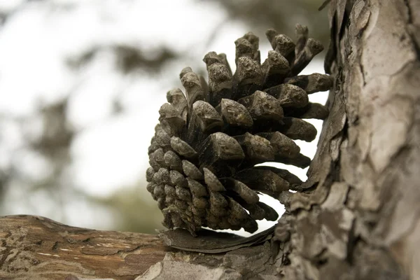 stock image Pine cone