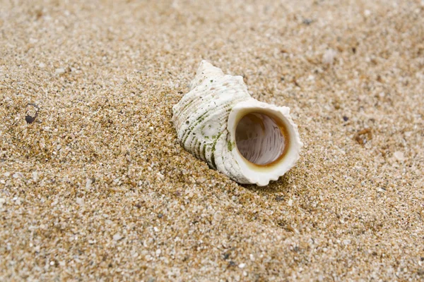 Shell i sand — Stockfoto