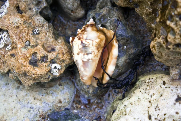 Shell rodeado de rocas — Foto de Stock