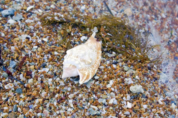 Shell perto da água — Fotografia de Stock