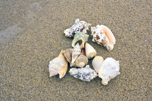 砂の上の貝は — ストック写真