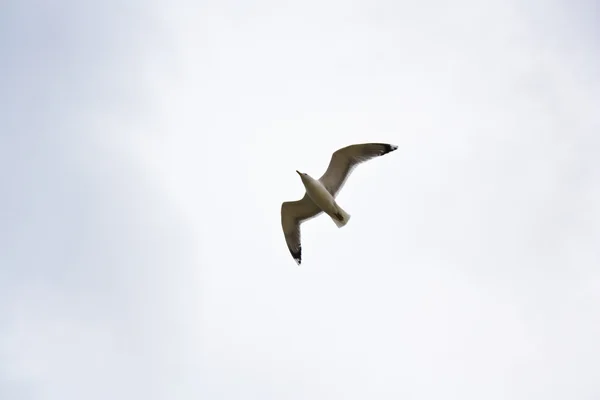 Sea gull flying high — Stock Photo, Image