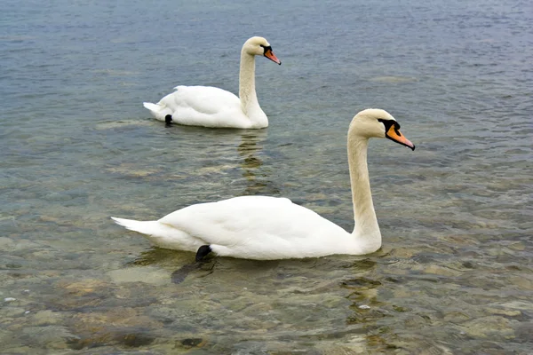 Dois cisnes. — Fotografia de Stock