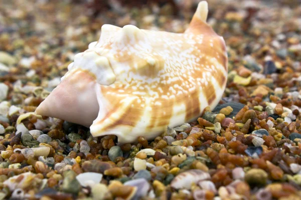 Büyük deniz hayvanı kabuğu — Stok fotoğraf