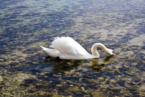 Swan drinking water — Stock Photo, Image