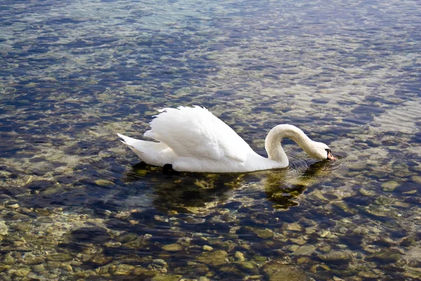 Cisne água potável — Fotografia de Stock