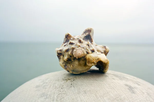 Морські раковини — стокове фото
