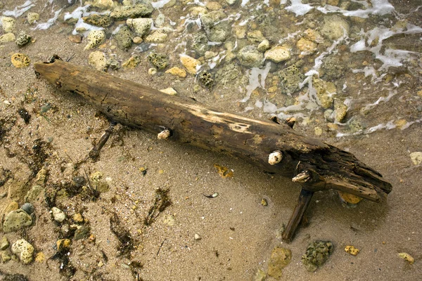 Dřevo na pobřeží — ストック写真